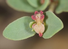 Euphorbia cinerascens