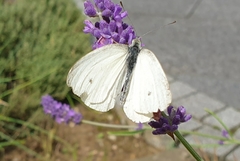 Pieris rapae
