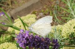 Pieris rapae