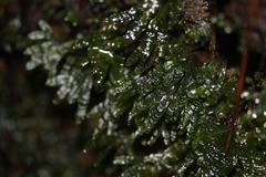 Symphyogyna hymenophyllum