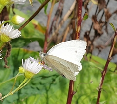 Pieris rapae