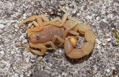 Parabuthus planicauda