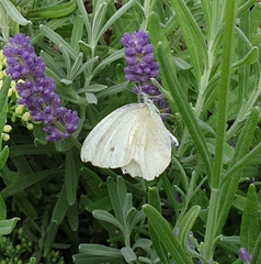 Pieris rapae