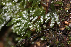 Symphyogyna hymenophyllum
