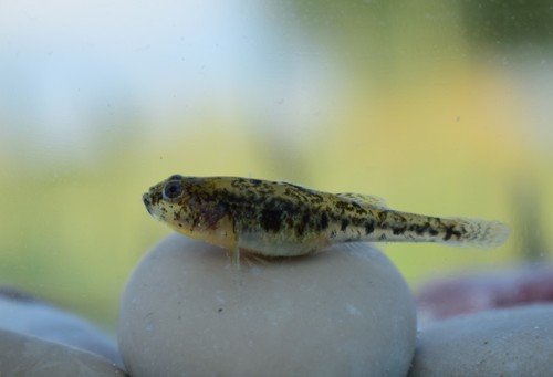 Caucasian Dwarf Goby, Κεντρική Μακεδονία, Ελλάδα, photo 7 of 10