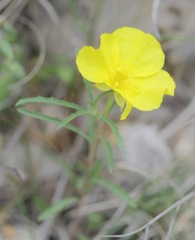 Calylophus