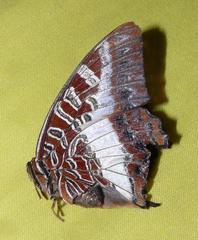 Charaxes brutus natalensis