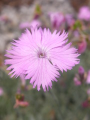 Dianthus gratianopolitanus