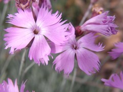 Dianthus gratianopolitanus