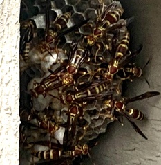 Polistes exclamans