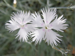 Dianthus plumarius