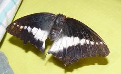 Charaxes brutus natalensis