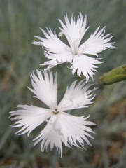 Dianthus plumarius