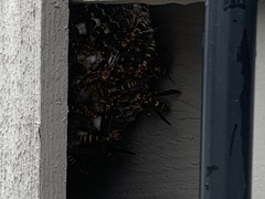 Polistes exclamans