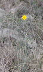 Thelesperma simplicifolium