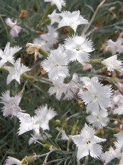 Dianthus caryophyllus