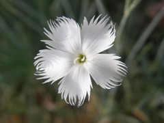 Dianthus caryophyllus