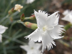 Dianthus caryophyllus