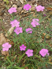 Dianthus oschtenicus