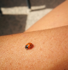 Coccinella algerica