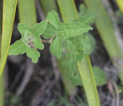 Aristolochia coryi
