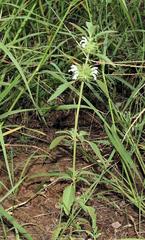 Leucas sexdentata
