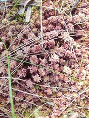 Sphagnum magellanicum