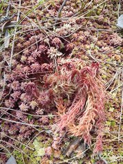 Sphagnum magellanicum