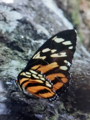 Heliconius hecale