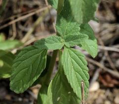 Leucas sexdentata
