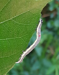 Bastilla joviana