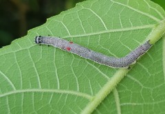 Bastilla joviana