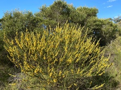 Aotus lanigera