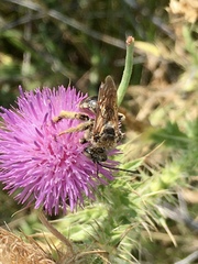 Svastra obliqua obliqua