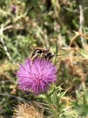 Svastra obliqua obliqua