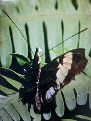 Heliconius cydno