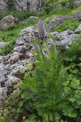Pedicularis atropurpurea