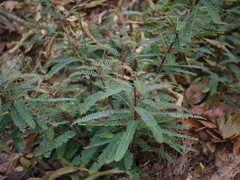 Phyllanthus talbotii