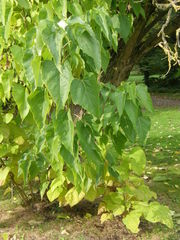 Catalpa bungei