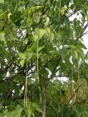 Catalpa bungei