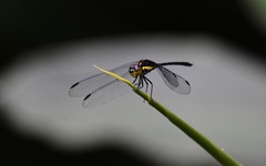 Agrionoptera longitudinalis biserialis