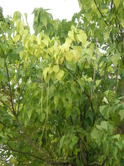 Catalpa bungei