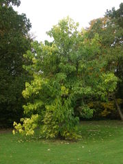 Catalpa bungei