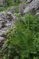 Pedicularis atropurpurea