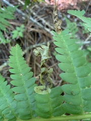 Chirosia filicis