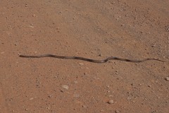 Pseudonaja aspidorhyncha