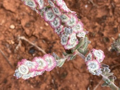 Maireana trichoptera