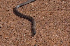 Pseudonaja aspidorhyncha