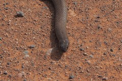 Pseudonaja aspidorhyncha