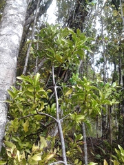 Phyllocladus
